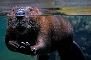 The Beaver!